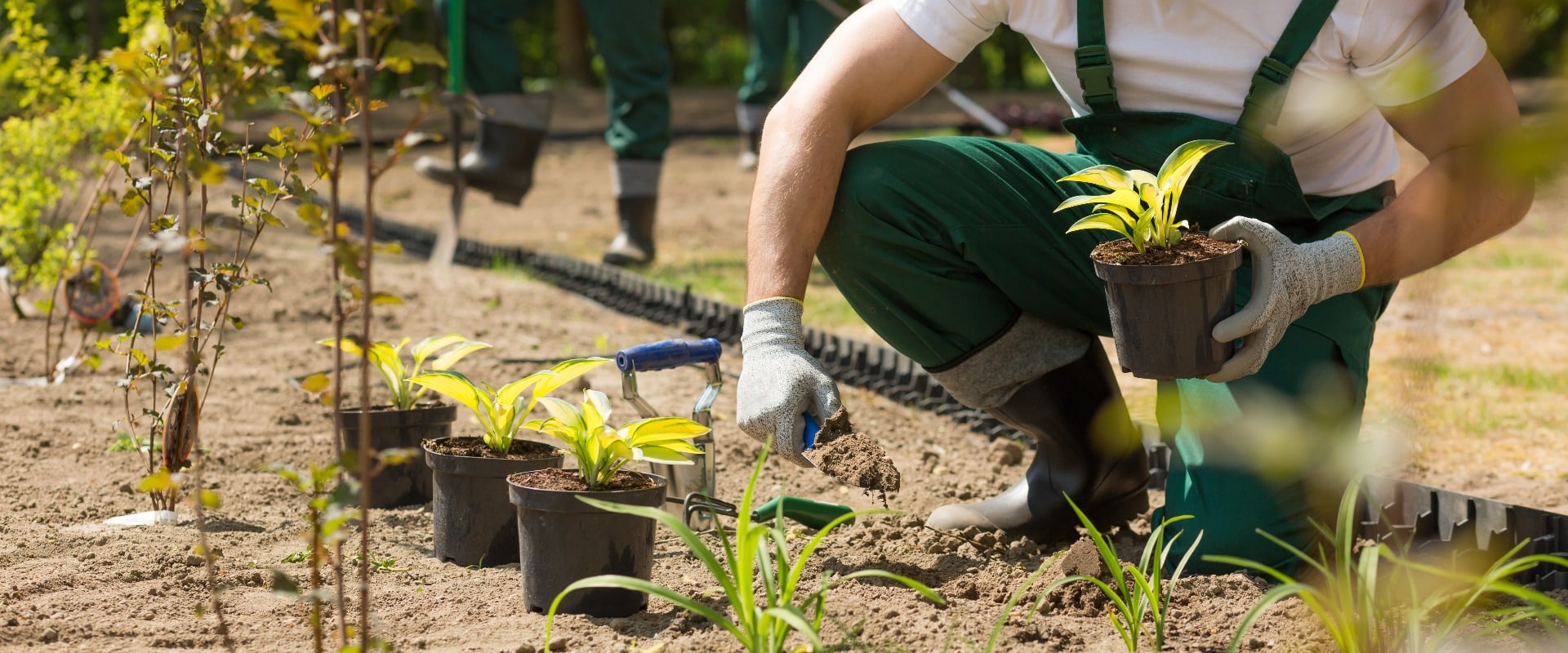 Creating a beautiful garden from scratch