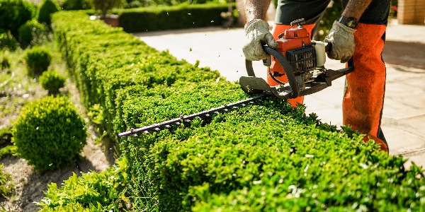 Home and garden concept. Hedge trimmer in action. Shrub trimming work.