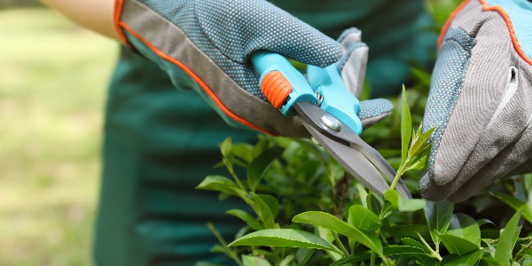 Worker cutting bush with pruner outdoors, closeup. Gardening tool